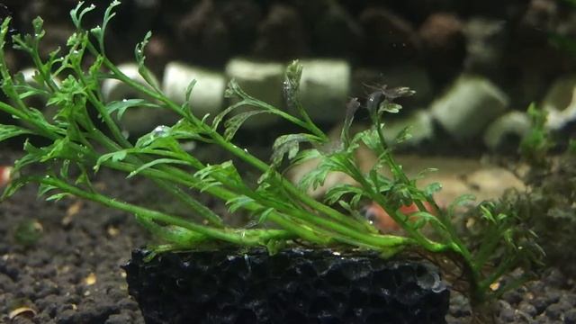 Bolbitis heteroclita sp Baby Leaf