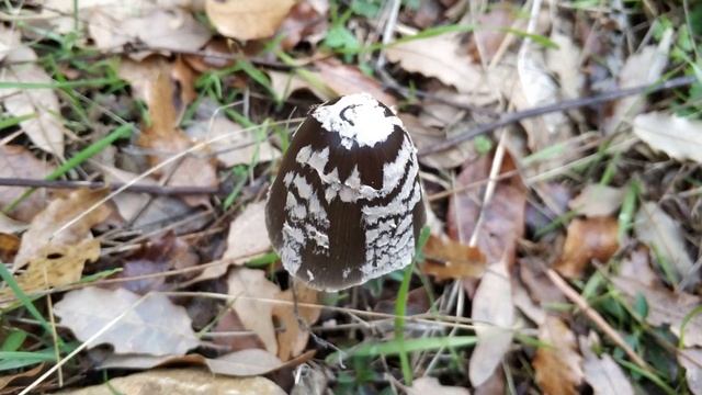 Coprinus picaceus. Identificación y comestibilidad.