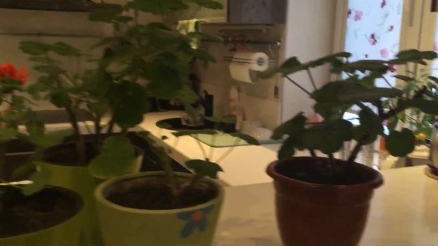 Герань уход в домашних условиях