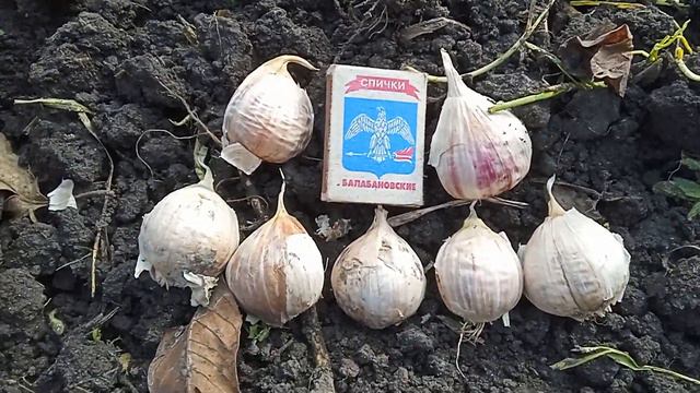 Спешим сажать чеснок.