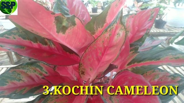 5 JENIS AGLONEMA KOCHIN PALING DIKENAL DI INDONESIA
