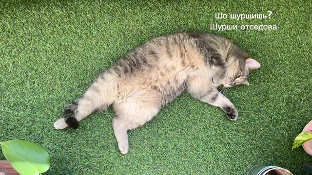 Напряжённый трудовой день Котвазоского. The day of life my Catvazovsky #котоприкол #кот #cat #коты