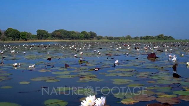 A field of Water liliesNymphaeaceae on the waters of the Okavango Delta