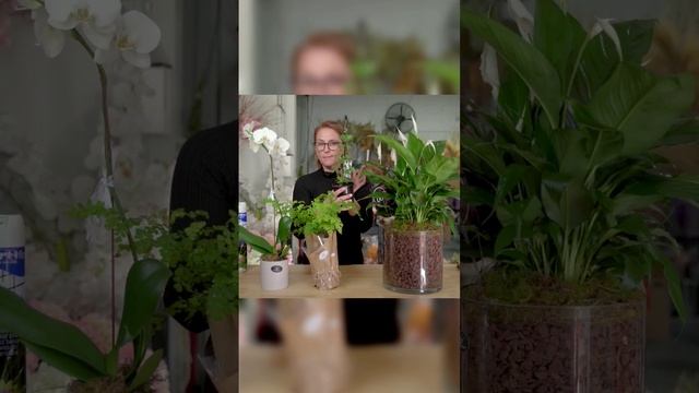 4 Best Indoor Plants