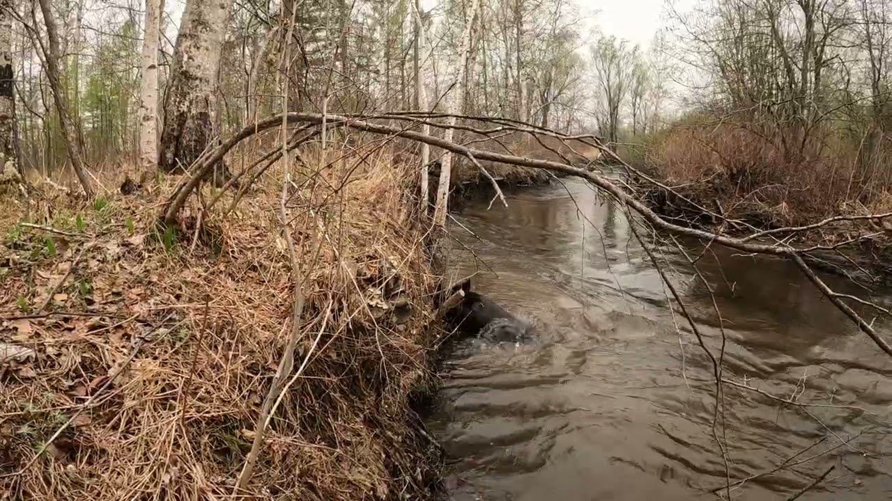 Медведи копают.