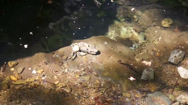 Пресноводный (речной краб), толкает камень! River crab, pushes a stone! Greece Crit