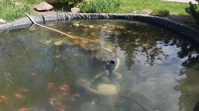 Золотые рыбки церковных прудов