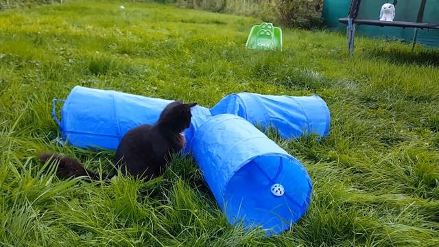 Котенок играет в туннеле и прячется в пакете) Еще больше котиков! Новый раздел на ютюбе "Сообщество