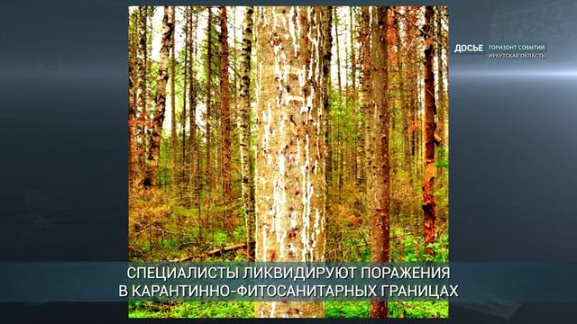 В Шелеховском районе введен фитосанитарный режим из-за жуков-короедов