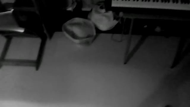 Камера видео наблюдения запечатлела кота телепата и собаку сленр