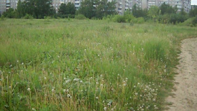 Вагонка. г. Нижний Тагил. Заросли сорной растительности на 18 июня 2024 года.