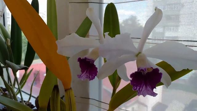 Laelia purpurata