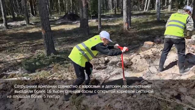 Программа лесовосстановления АО "Волга"