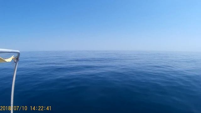 Дельфины в открытом море