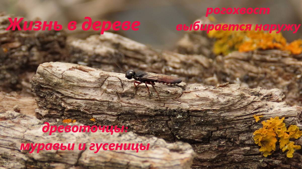 Рогохвост ольховый выбирается, черные лесные муравьи, гусеница древоточца пахучего. Золотянка