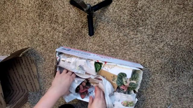 The Plant Whore Unboxing | Not Sponsored