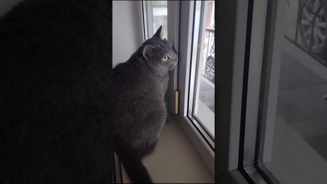 Реакция кота на птиц за окном 🐈