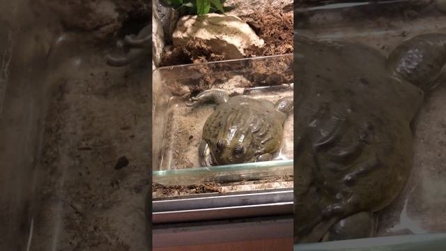 Немного о лягушках