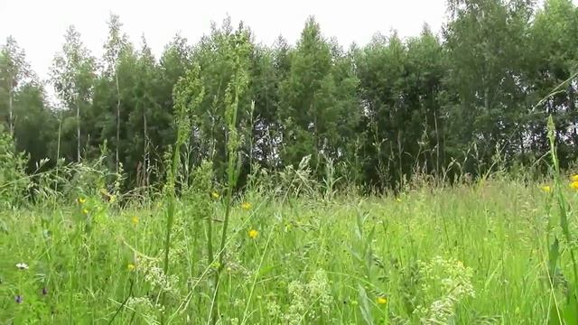 Путешествие в Лес 2015.год..mp4