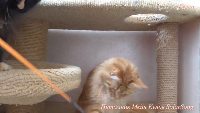 Gella SolarSong, кошка,  красный мрамор