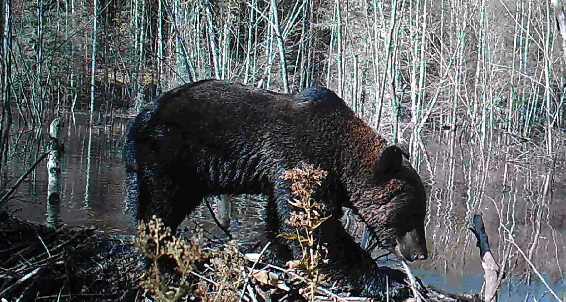 Утренняя прогулка медведя в национальном парке «Койгородский»