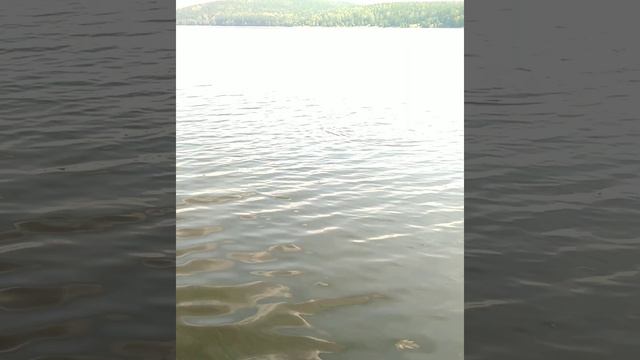 Лещ на Волчихе