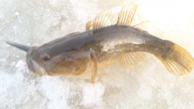 Ловля ротана по первому льду.