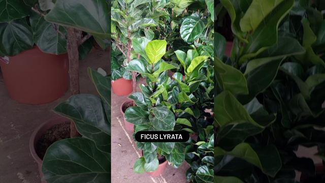Plantas e seus nomes / Plantas que combinam