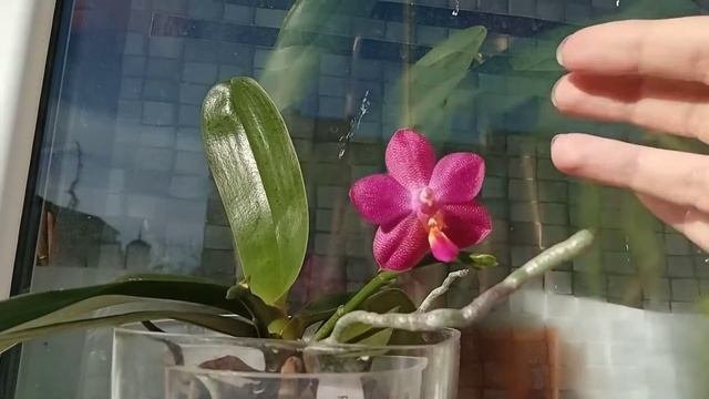 Накратко за: Фаленопсис Ембър  Briefly about: Phalaenopsis Ember