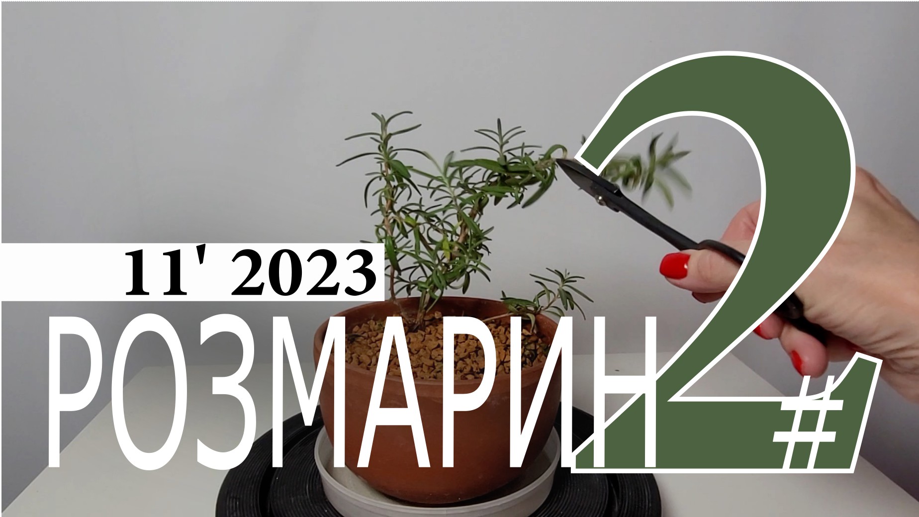 Розмарин домашний. Часть 2 | Ноябрь 2023