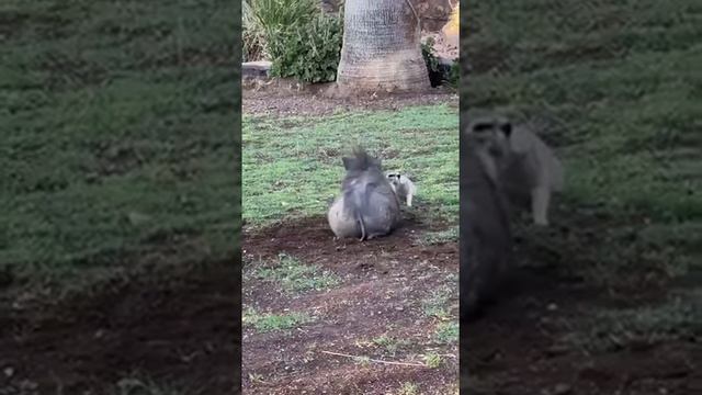 Тимон и румба в реальной жизни