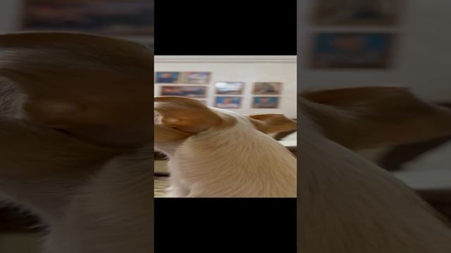 Мой патриот