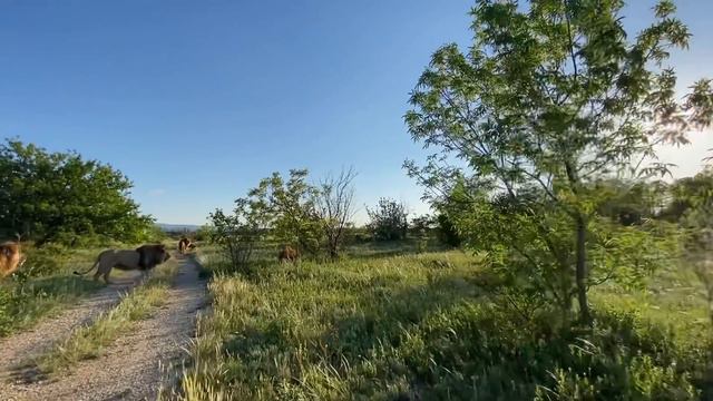 Ласковый лев  просто КИДАЕТСЯ на МАШИНКУ!