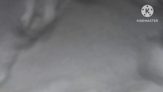 Гуляю с Альмой, Снежка осталась дома. прогулка на речку