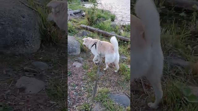 57153721_456239197.mp4
