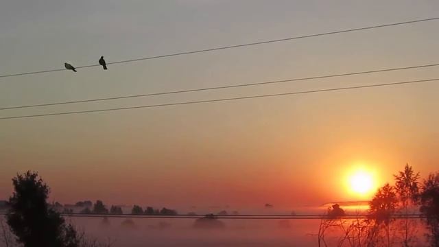 Удивительный мир природы