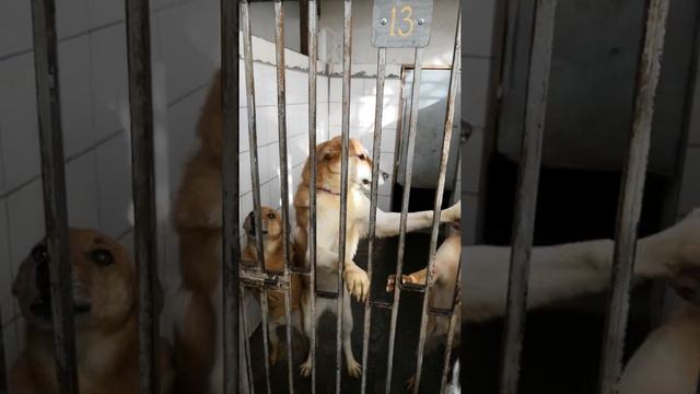 Хотим встретить Новый год дома