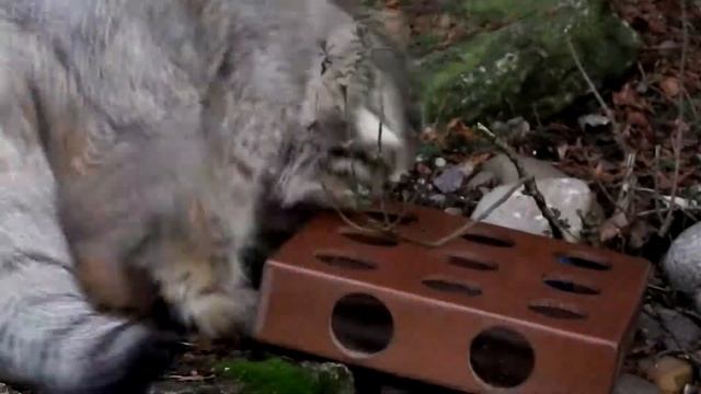 Pallas Cat  Animal Enrichment at Banham Zoo