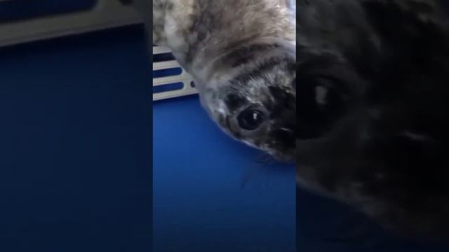 пение морских котиков