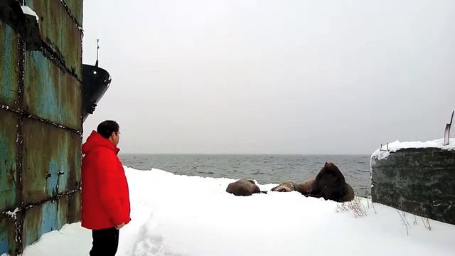 Сивучи в Петропавловске-Камчатском