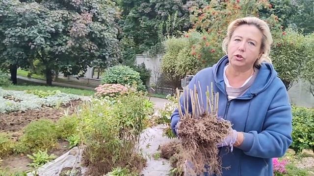 Флоксы.Срочно выкапываем, чистим,делим!Субботник 09.09.2023