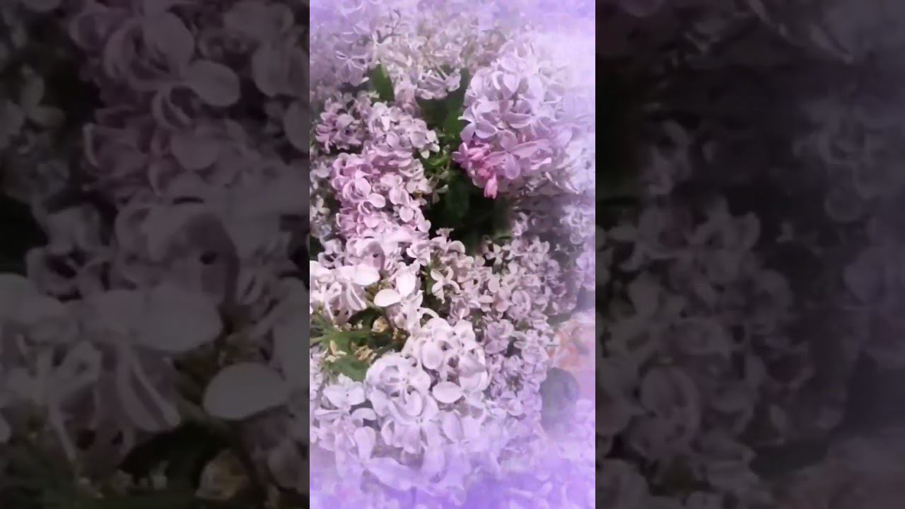 просто сирень... просто весенние воспоминания осенью #ароматерапия