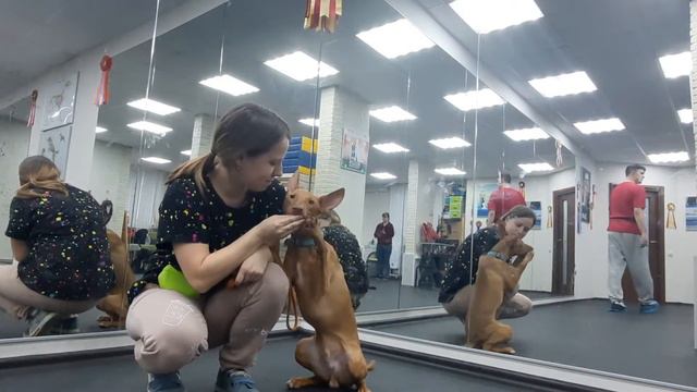 Чирнеко Котька. Дрессировка