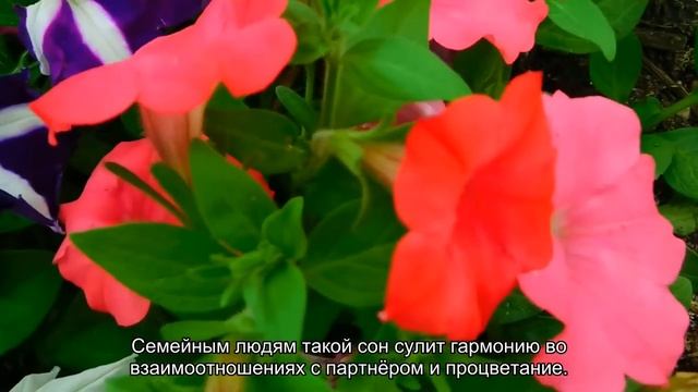 К чему снится розовые цветы? Толкование сна и его значение по сонникам Фрейда и Ванги