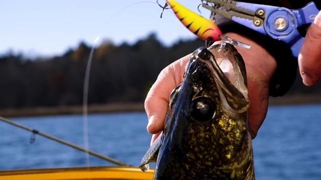NEW! Northland Rumble Series Crankbaits