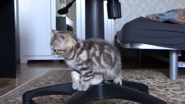 ШОТЛАНДСКИЙ КОТЕНОК - Scottish Straight Kitten