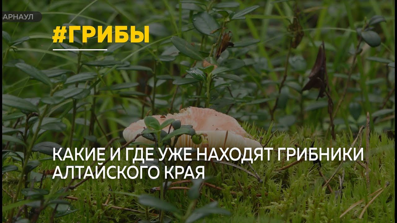 Природа отдыхает, но кое-где в лесах Алтайского края грибы уже есть