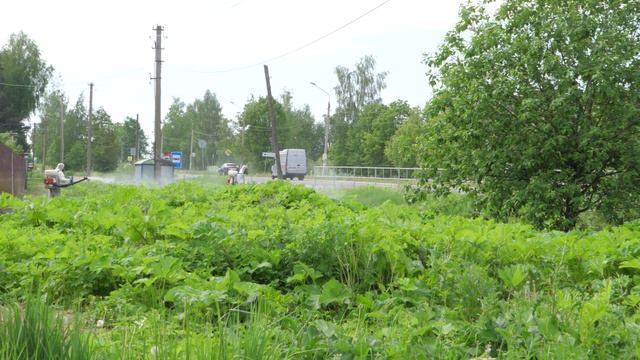 28 мая в Промышленном районе города Смоленска провели обработку от борщевика Сосновского.
