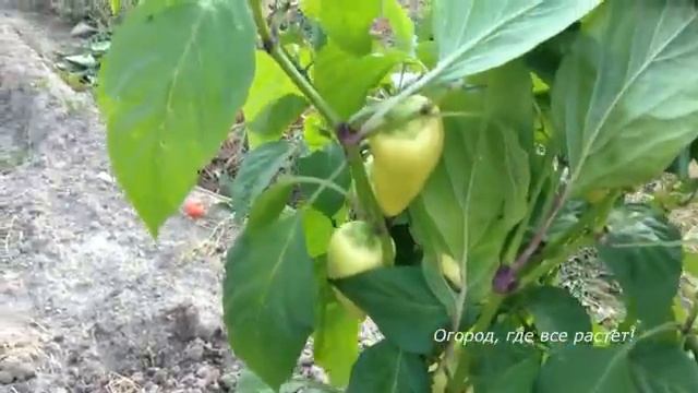 Что выросло из семян от фирмы Седек.mp4