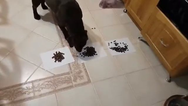 Happy Dog VS Brit premium